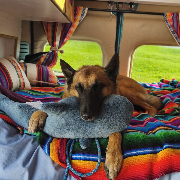 Comment j’ai aménagé mon van pour voyager avec mon chien
