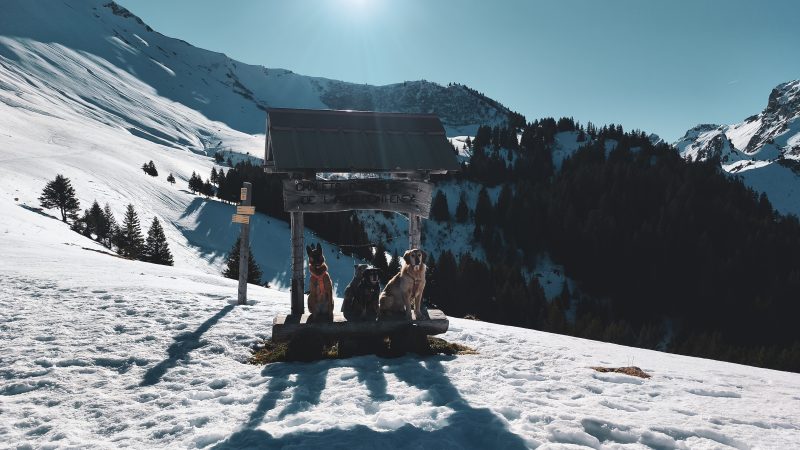 Chalets de l’Aulp de Seythenex avec son chien