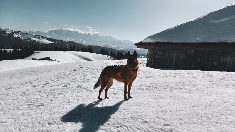 Chalet du Curé en raquette avec son chien