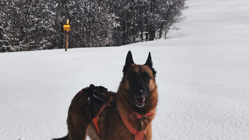 Col de la Ruchère en boucle par la Correrie avec ton chien