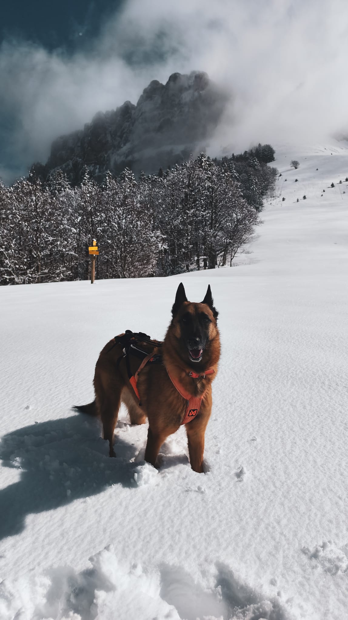 Lire la suite à propos de l’article Col de la Ruchère en boucle par la Correrie avec ton chien