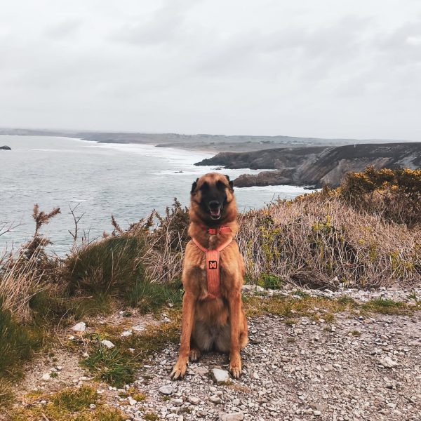 Tour du Cap de la Chèvre avec son chien : une randonnée sauvage en Bretagne