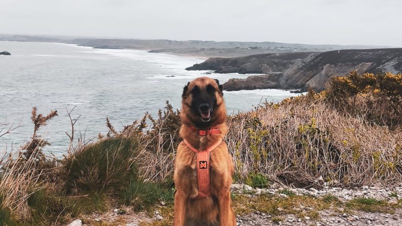 Tour du Cap de la Chèvre avec son chien : une randonnée sauvage en Bretagne
