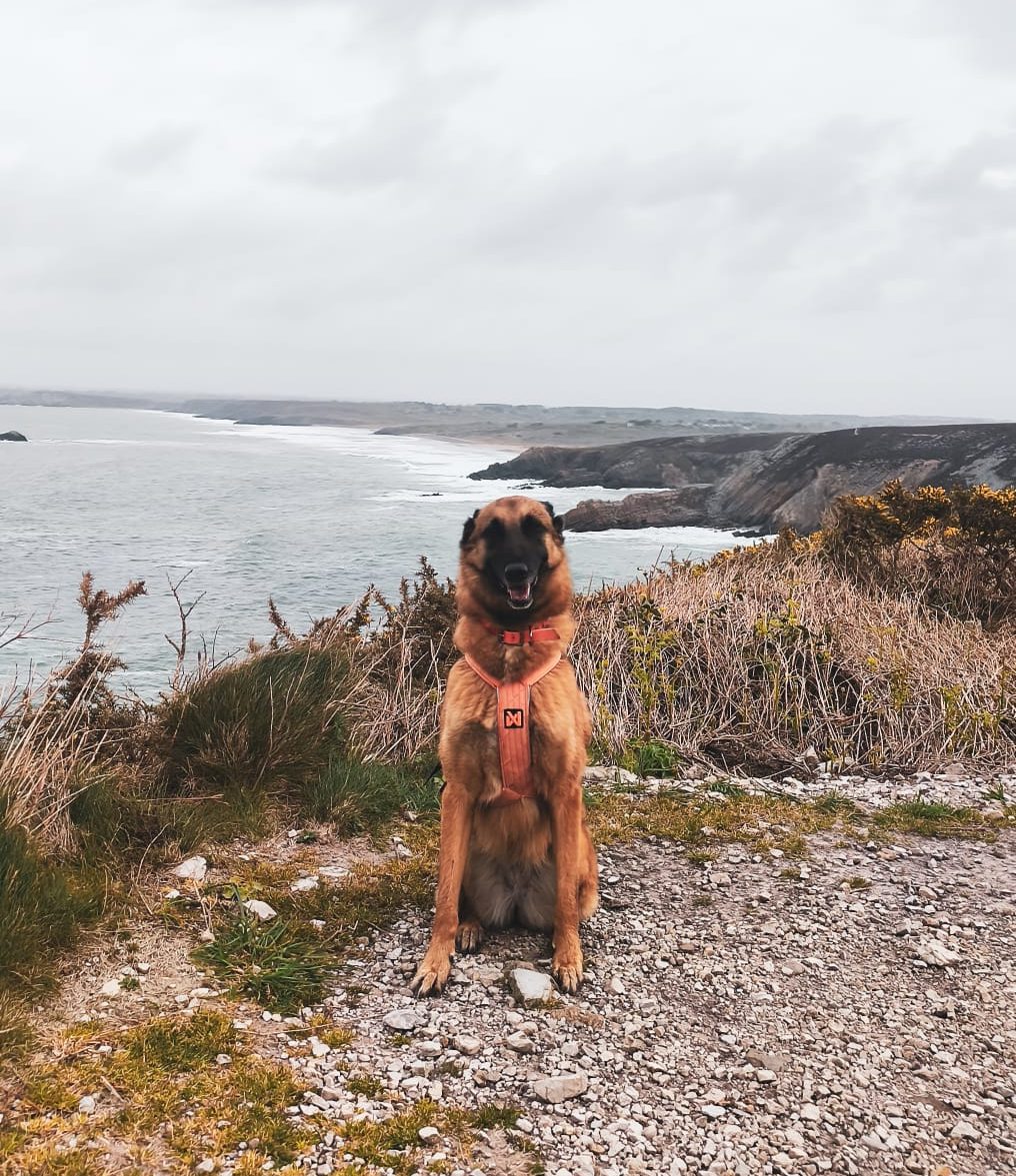 Lire la suite à propos de l’article Tour du Cap de la Chèvre avec son chien : une randonnée sauvage en Bretagne