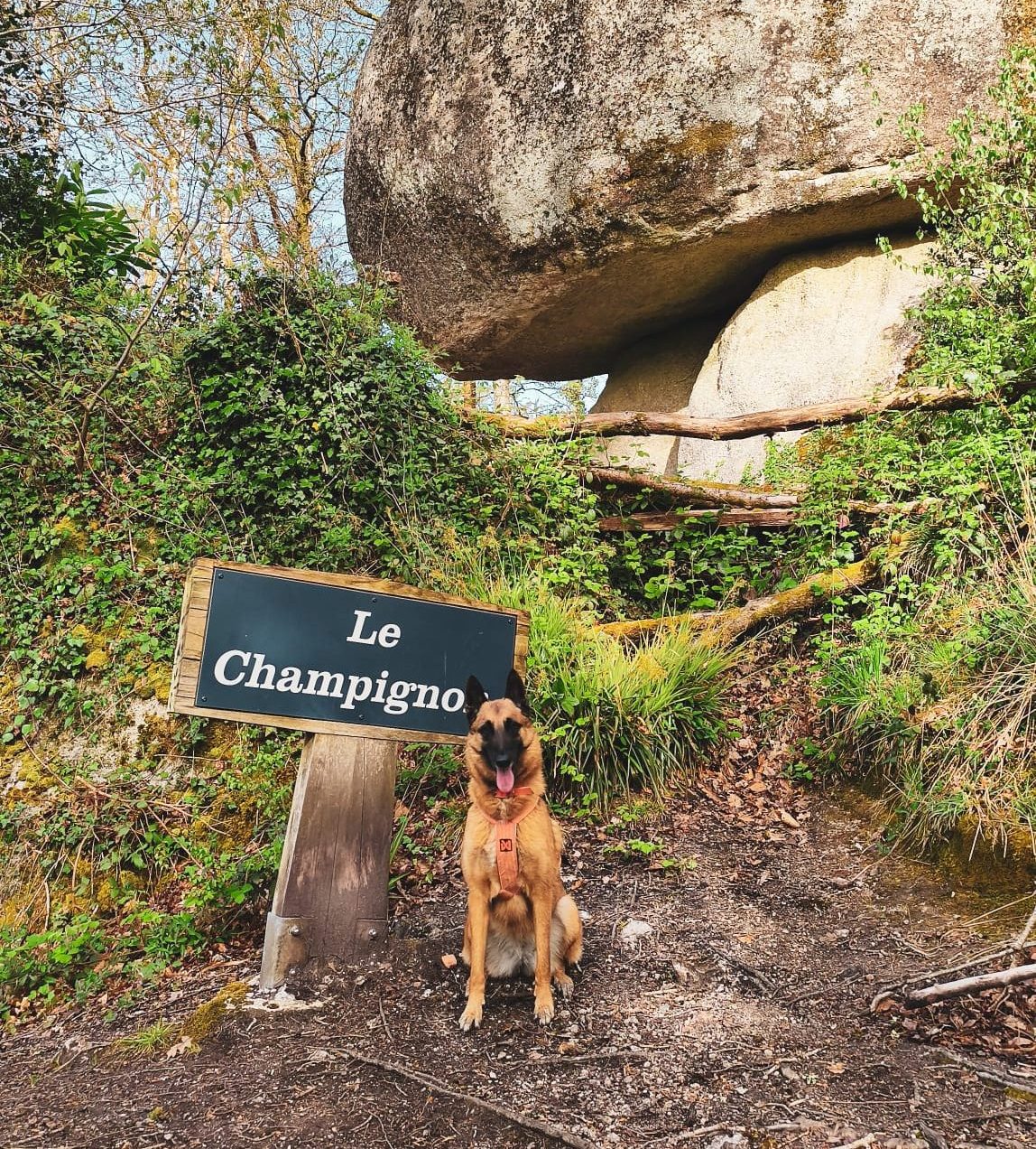 Lire la suite à propos de l’article Randonnée dans la forêt de Huelgoat : une boucle féerique au cœur des légendes bretonnes